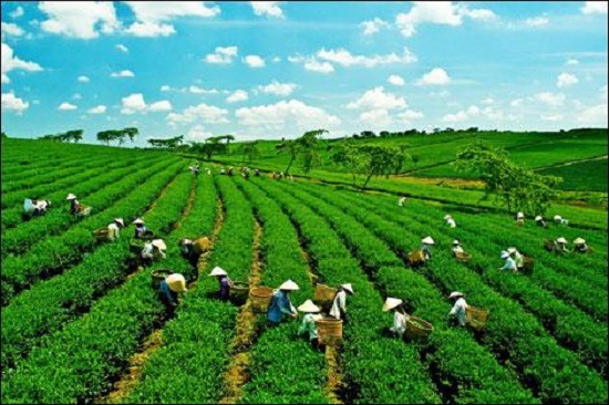 Chính sách quốc gia về tăng trưởng xanh ở Việt Nam